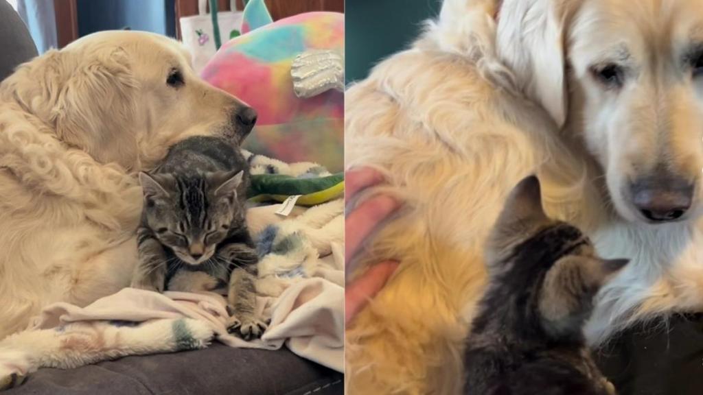 Cat & Senior Rescue Dog Share an Unbreakable Bond Now, but It Started Out Very Differently