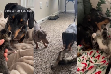 Tiny Kitten Fits Right in With Two Dogs in a Home Until Things Take an Unexpected Turn