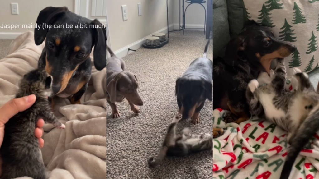 Tiny Kitten Fits Right in With Two Dogs in a Home Until Things Take an Unexpected Turn
