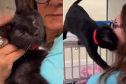 Shelter Cat Has So Much Life Ahead of Her, if Only Someone Gives Her a Chance