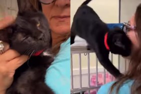 Shelter Cat Has So Much Life Ahead of Her, if Only Someone Gives Her a Chance
