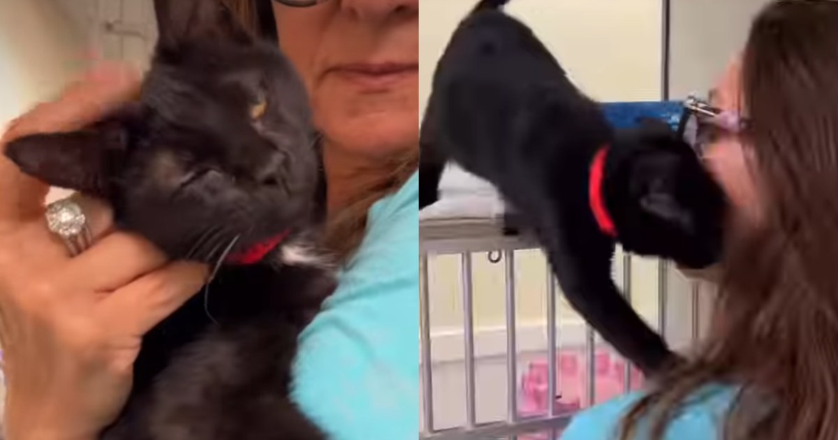 PetWireDaily — Shelter Cat Has So Much Life Ahead of Her, if Only Someone Gives Her a Chance