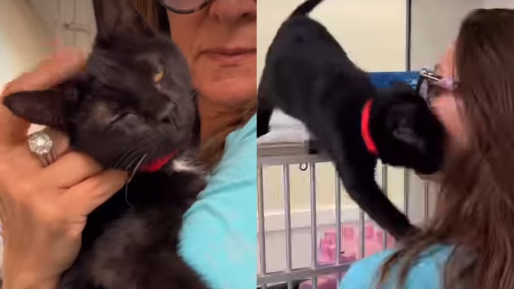 Shelter Cat Has So Much Life Ahead of Her, if Only Someone Gives Her a Chance