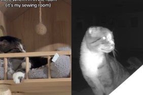 Feral Cat Refuses To Leave His Tower When Humans Are Around, Until One Day He Feels Brave Enough