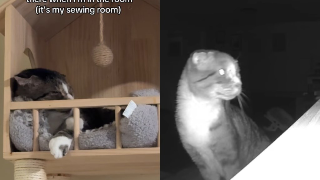 Feral Cat Refuses To Leave His Tower When Humans Are Around, Until One Day He Feels Brave Enough