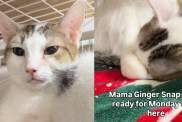 Mama Cat Who Even Raised Orphaned Kittens Is Stuck in a Cage Waiting for Her Chance