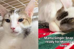 Mama Cat Who Even Raised Orphaned Kittens Is Stuck in a Cage Waiting for Her Chance