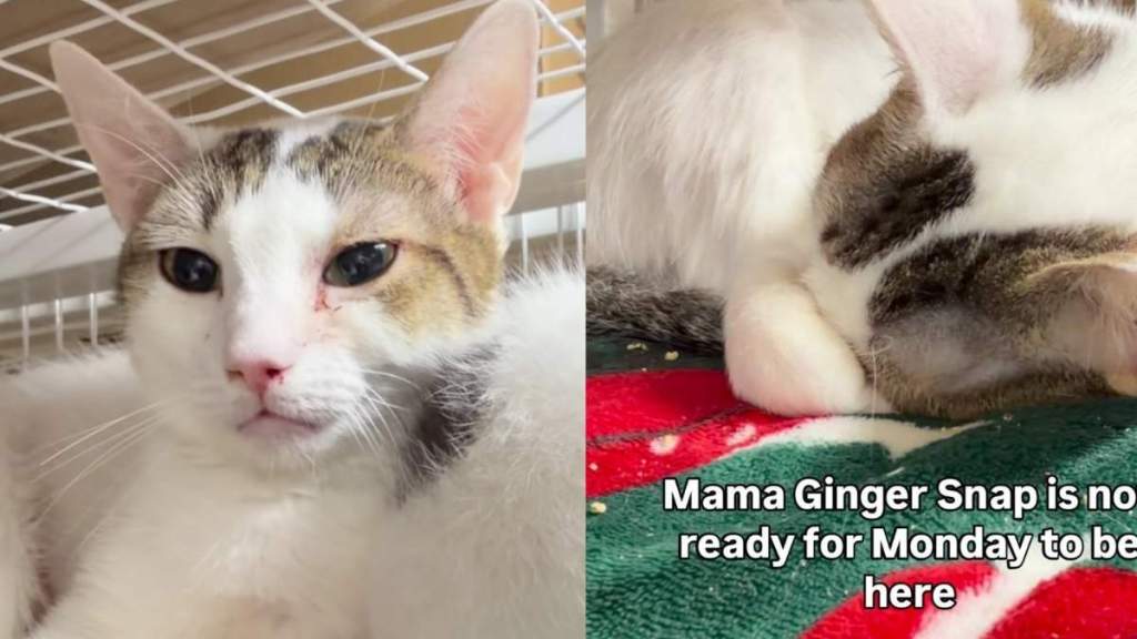 Mama Cat Who Even Raised Orphaned Kittens Is Stuck in a Cage Waiting for Her Chance
