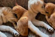 Puppy’s New Friendship Lasts Until She Gets a Little Too Curious About the Cat