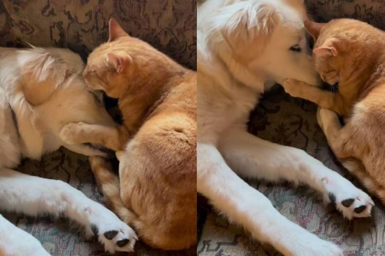 Puppy’s New Friendship Lasts Until She Gets a Little Too Curious About the Cat