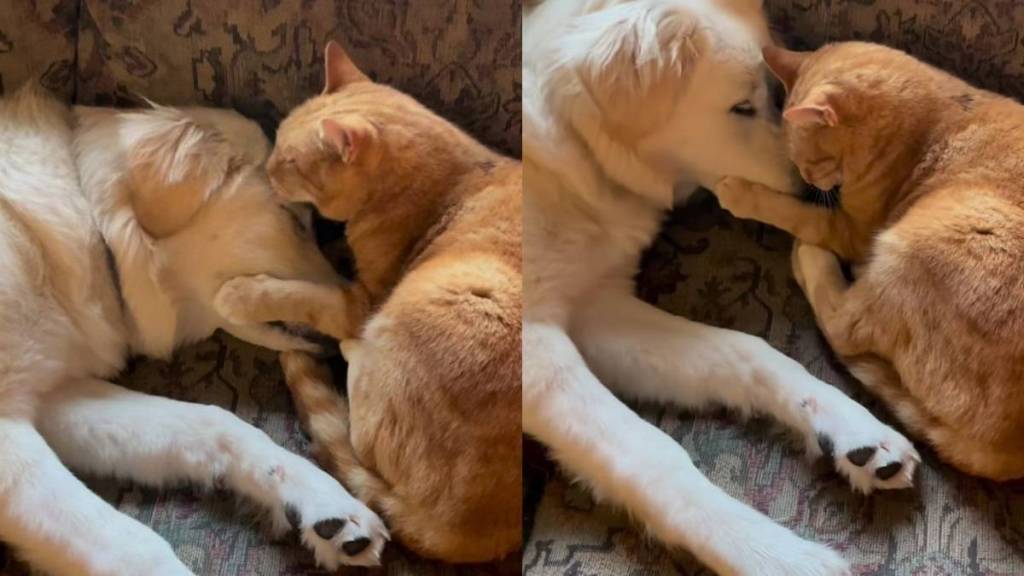 Puppy’s New Friendship Lasts Until She Gets a Little Too Curious About the Cat
