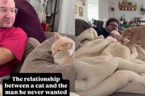 Cat Bullies the 'Spare' and Won't Let Him Get Too Comfortable