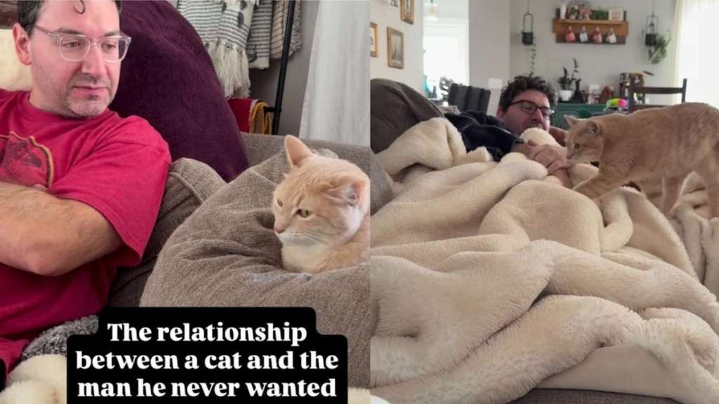 Cat Bullies the 'Spare' and Won't Let Him Get Too Comfortable