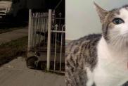 Rescue Cat Waits for Someone Who Isn’t Coming Back, Until Her Heartbreak Takes a Beautiful Turn