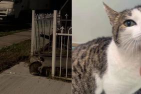 Rescue Cat Waits for Someone Who Isn’t Coming Back, Until Her Heartbreak Takes a Beautiful Turn
