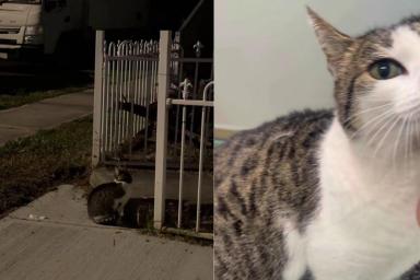 Rescue Cat Waits for Someone Who Isn’t Coming Back, Until Her Heartbreak Takes a Beautiful Turn