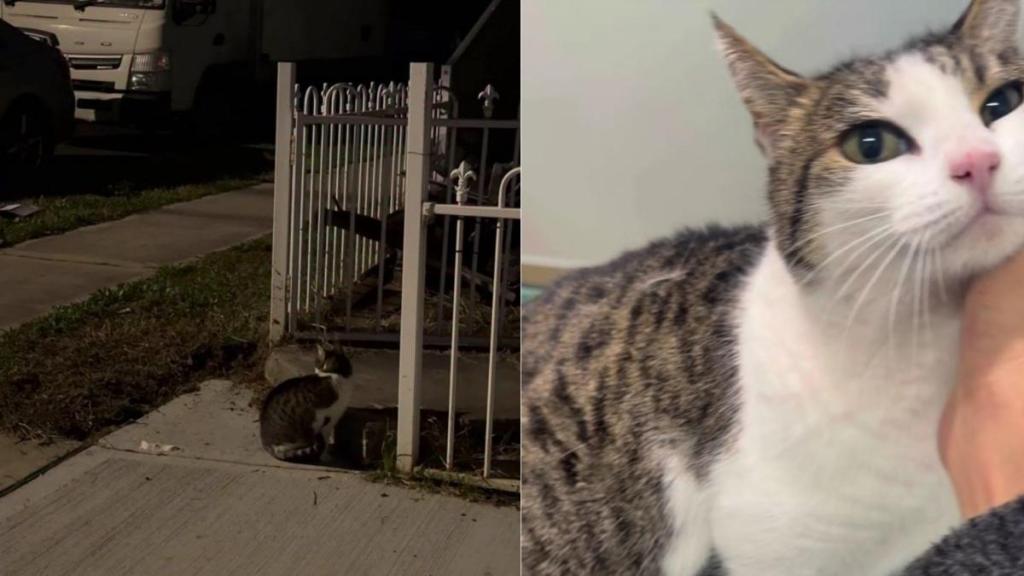 Rescue Cat Waits for Someone Who Isn’t Coming Back, Until Her Heartbreak Takes a Beautiful Turn