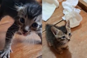 Terrified Kitten Refuses Human Contact Until Love Changes Everything