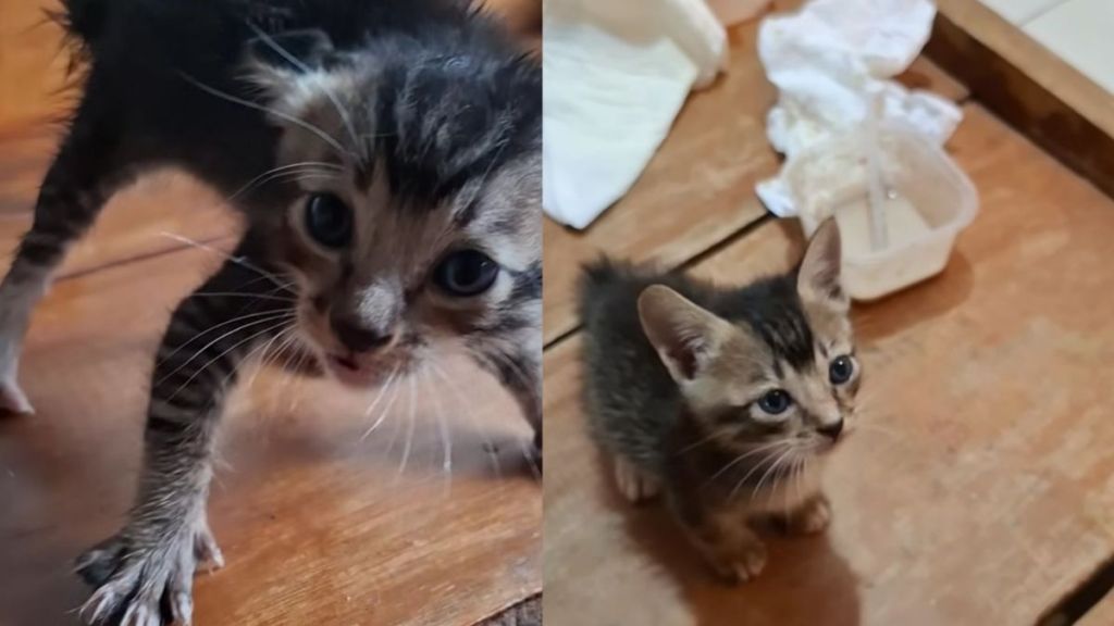 Terrified Kitten Refuses Human Contact Until Love Changes Everything