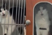 Rescue Cat Abandoned on Busy Street After Giving Birth Finds Her Happy Ending
