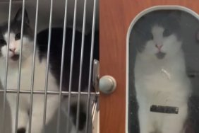 Rescue Cat Abandoned on Busy Street After Giving Birth Finds Her Happy Ending