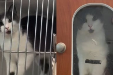 Rescue Cat Abandoned on Busy Street After Giving Birth Finds Her Happy Ending
