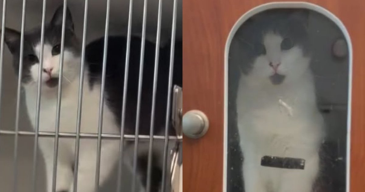 PetWireDaily — Rescue Cat Abandoned on Busy Street After Giving Birth Finds Her Happy Ending