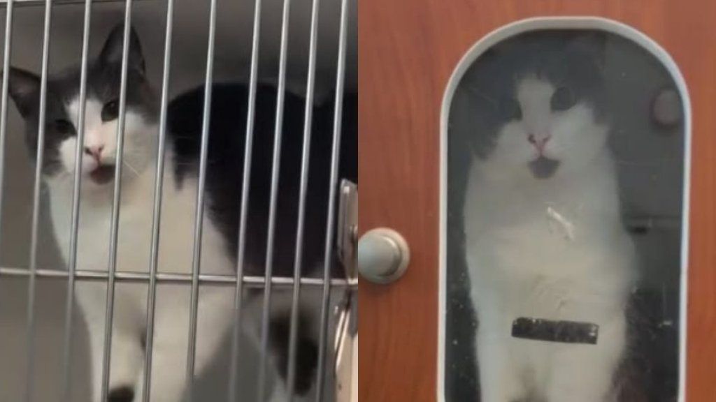 Rescue Cat Abandoned on Busy Street After Giving Birth Finds Her Happy Ending