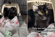 shelter cat video