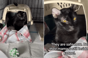 shelter cat video