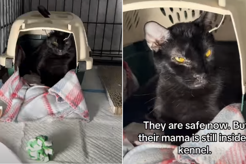 shelter cat video