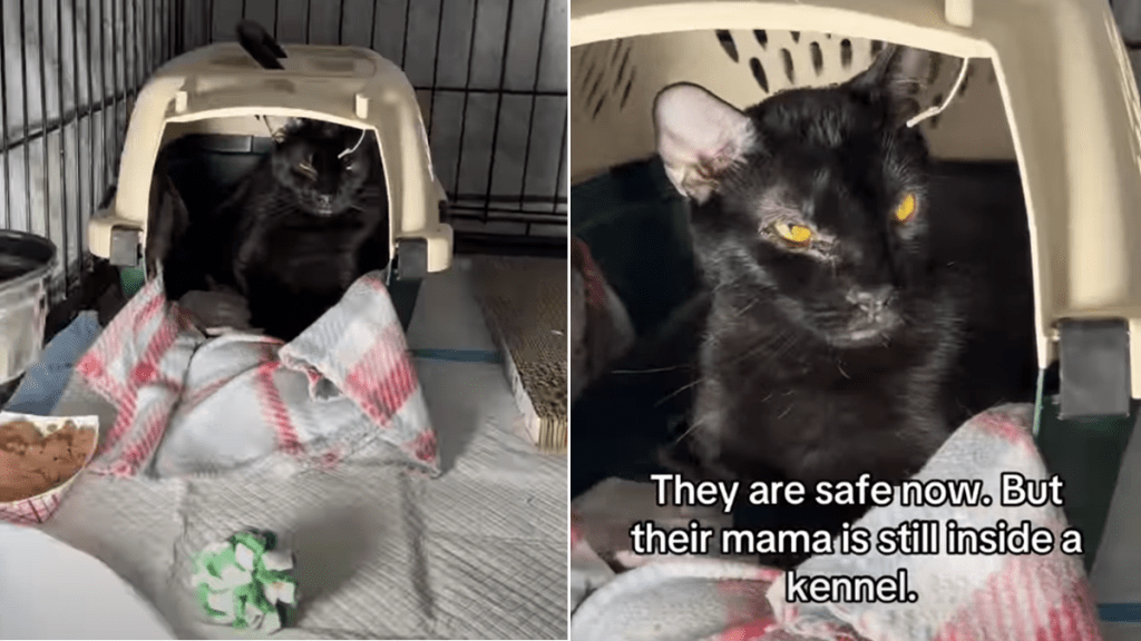 shelter cat video
