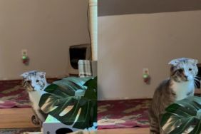 Shy Senior Cat Does Something He's Never Done Before When Human Has a Bad Day