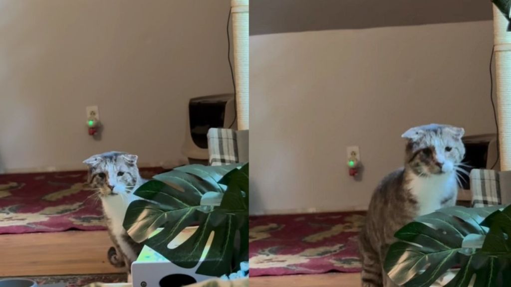Shy Senior Cat Does Something He's Never Done Before When Human Has a Bad Day