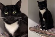 Mama Cat Spends Her Foster Stay Caring for Her Kittens & Then Comes Back Alone