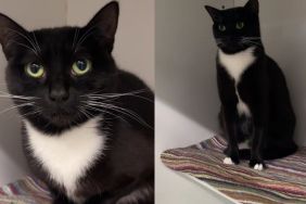Mama Cat Spends Her Foster Stay Caring for Her Kittens & Then Comes Back Alone