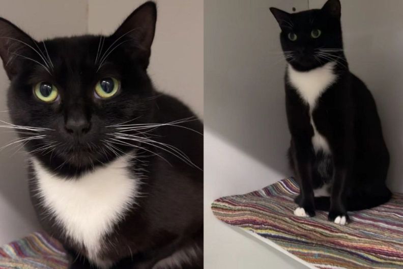 Mama Cat Spends Her Foster Stay Caring for Her Kittens & Then Comes Back Alone