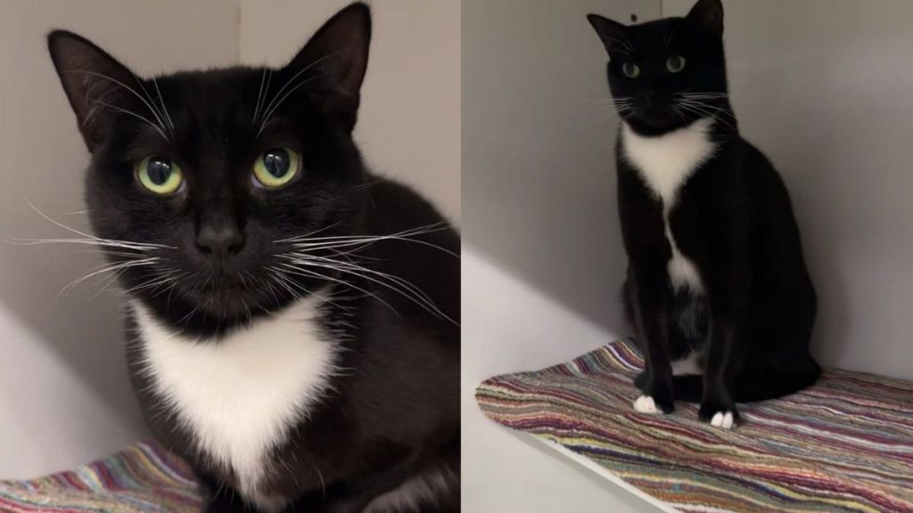 Mama Cat Spends Her Foster Stay Caring for Her Kittens & Then Comes Back Alone