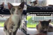 Shelter Cat Was Left Behind With Her Furry Mates by Previous Owners, Now Hopes for New Home