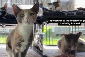Shelter Cat Was Left Behind With Her Furry Mates by Previous Owners, Now Hopes for New Home