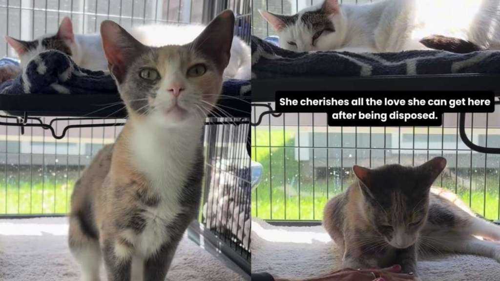 Shelter Cat Was Left Behind With Her Furry Mates by Previous Owners, Now Hopes for New Home