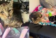 Shelter Cats Fighting Tough Battles Wait for Something ‘Almost Impossible,’ but Still Hold on To Hope