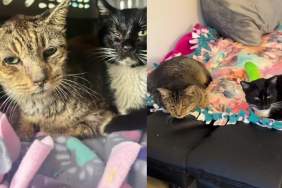 Shelter Cats Fighting Tough Battles Wait for Something ‘Almost Impossible,’ but Still Hold on To Hope
