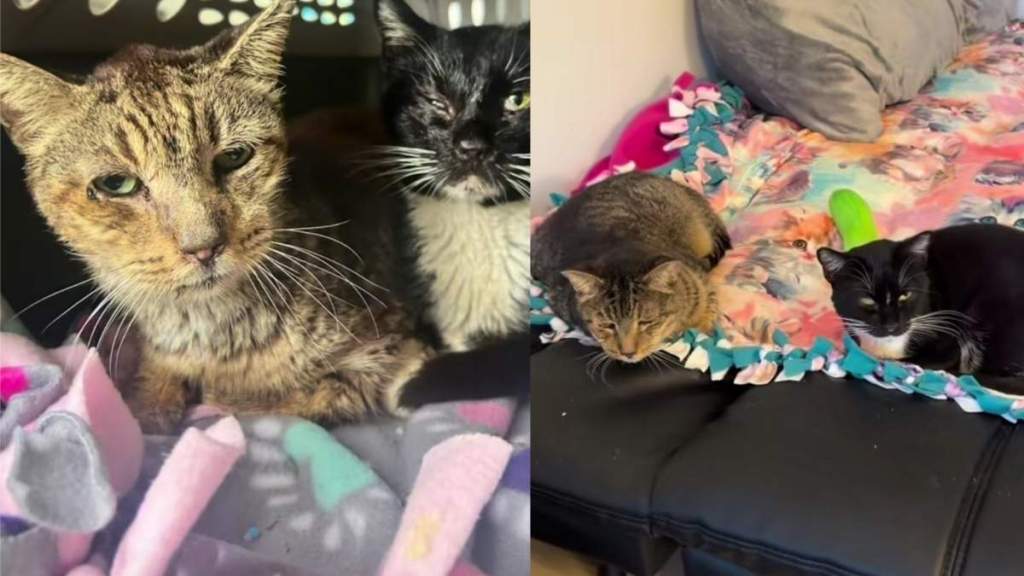 Shelter Cats Fighting Tough Battles Wait for Something ‘Almost Impossible,’ but Still Hold on To Hope