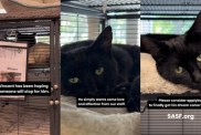 Shelter Cat Sees His Crate Door Open & Hopes Someone Is There To Take Him Home