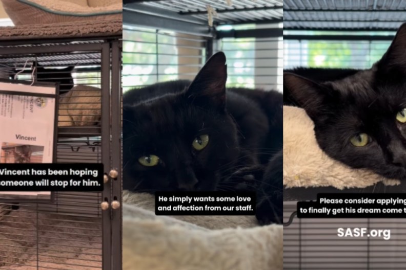 Shelter Cat Sees His Crate Door Open & Hopes Someone Is There To Take Him Home