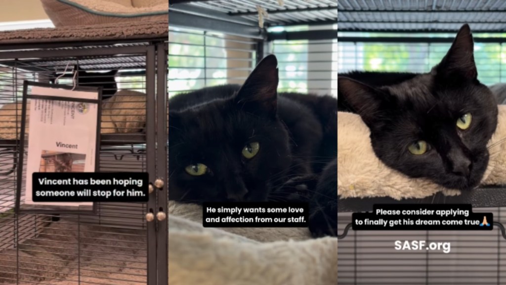 Shelter Cat Sees His Crate Door Open & Hopes Someone Is There To Take Him Home