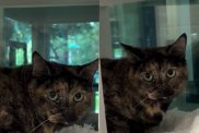 'Shy' Shelter Cat Has Been Waiting the Longest for Someone To Give Her a Chance
