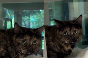 'Shy' Shelter Cat Has Been Waiting the Longest for Someone To Give Her a Chance