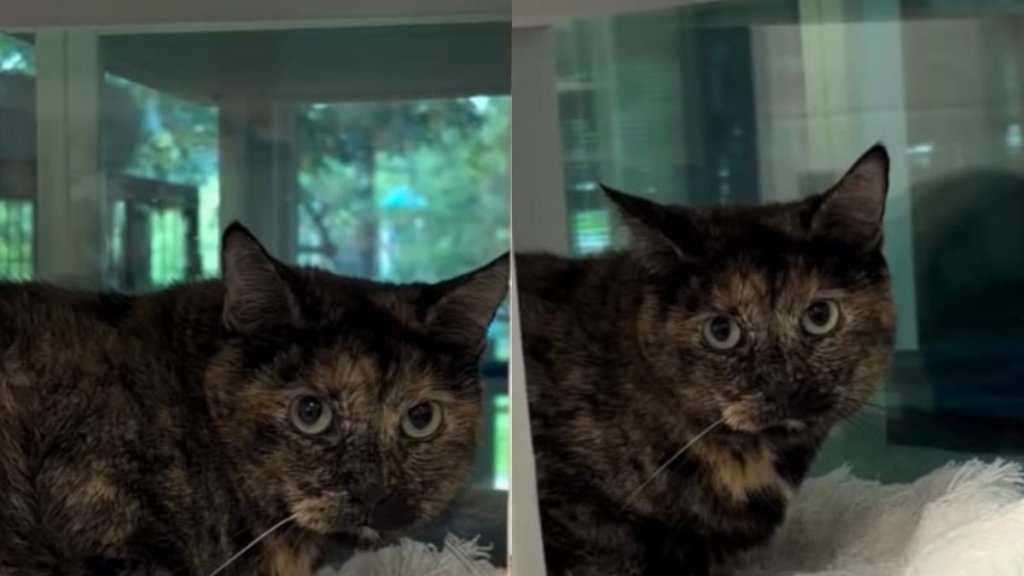 'Shy' Shelter Cat Has Been Waiting the Longest for Someone To Give Her a Chance